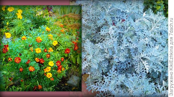 В этом сезоне разгул бархатцев несколько сдерживала, но в итоге поняла- больше всех они подходят для моего поздне-осеннего сада...