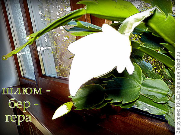 Вспышка  выдаёт на белом  сильные блики- я ещё не научилась правильно фотографировать белые  цветочки...