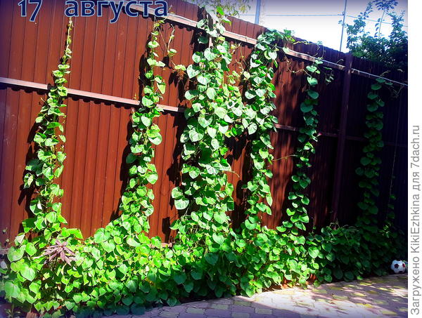 Так  мы маскируем  трёх-метровый забор со стороны нашего двора (сеяла Ипомею  по весне в ОГ)