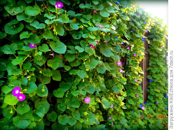 Цветение разыгралось в сентябре. А зелень стояла  вдоль забора  целое лето...