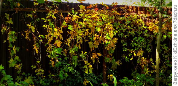 Девичий  виноград через три года (из черенка в ОГ)...