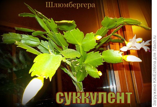 С одного росточка  прошлого года я  развела целую группу  и все  они собираются цвести уже в этом году!