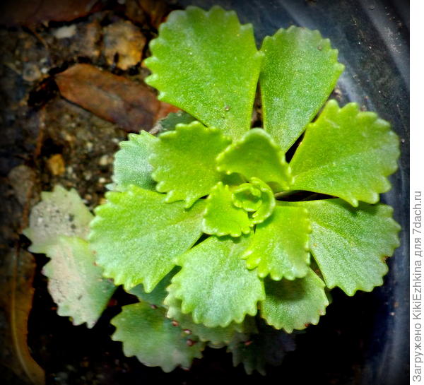 Сфотографировала крупным  планом, а на самом деле -этот кустик  6  см ,  наверное,  в диаметре.