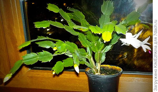 Наверное на будущее надо будет в один горшочек  присаживать несколько ростков...