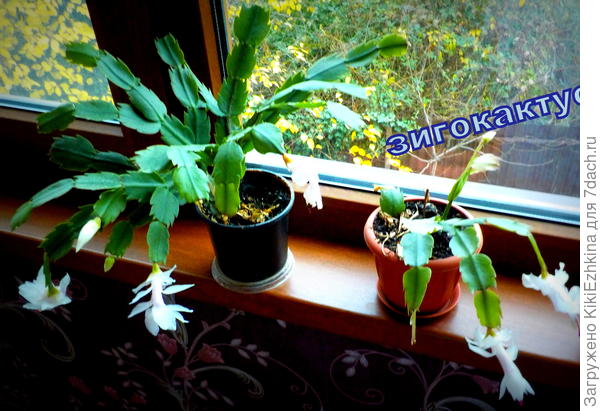 Жиденькие росточки,однако расположены  к цветению! Правда я тут  недавно заметила  ПОКУШЕНИЕ  на их здоровье со стороны 7-летней садовницы,которая между моими поливами сама так же старалась излишне поливать мои шлюмбергеры-некоторые не выдержали-веточки повесили...