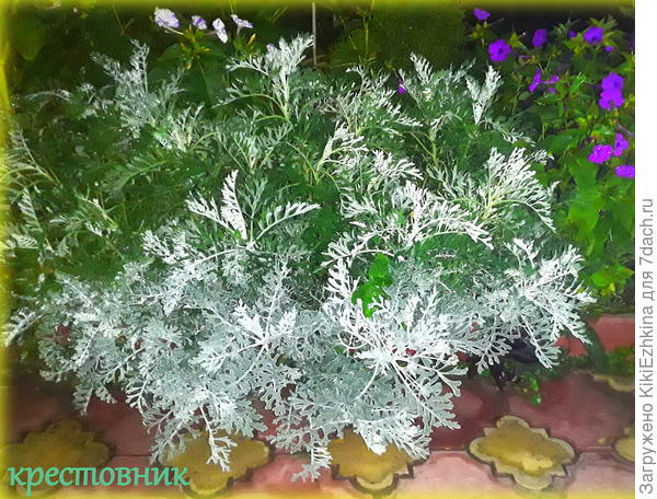 А у нас  вот такие представители Крестовников (Цинерария) - с серебристым опушением. А где опушение на вашем крестовнике- пишут ,что это его отличительный  признак!