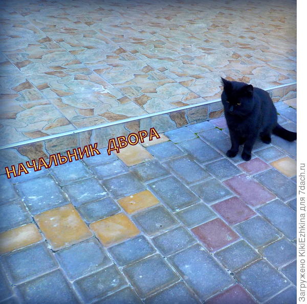 У нас в окру'ге очень часто можно встретить точно таких же чёрных котов! Порода называется "м-е-е-е-стный"