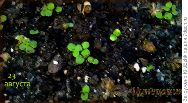 Следующее лето покажет,что образуется в других местах сада... Везде условия для растений разные... Хоть и  все вроде бы в одном огородике...