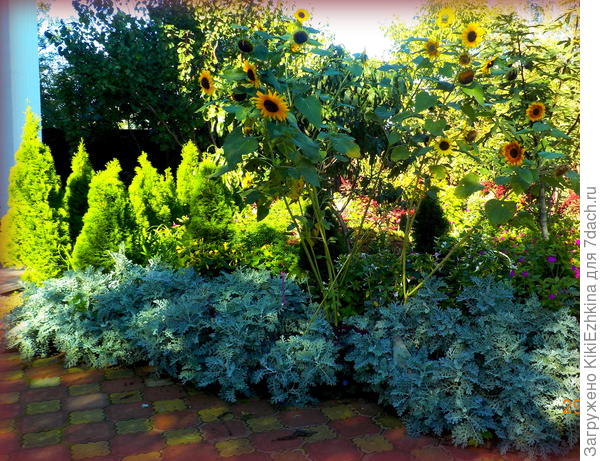 Туички заметно подросли в этом году,а вот подсолнушки декоративные- всегда стабильно радуют!-где бы  они ни выросли-всегда яркое пятно!