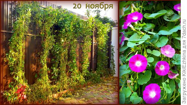 К  сентябрю начала  яркое цветение, а через 50 дней- массовое созревание семян... Плети слегка оголились...