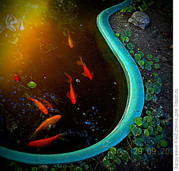 "Вы хочите рыбок?- Их есть у меня!"