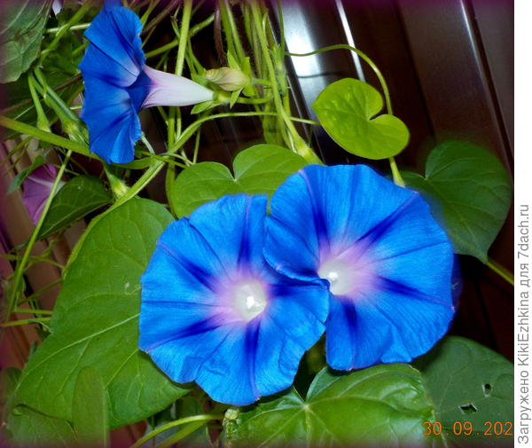 На самом деле эти цветочки- фиолетовые, видимо что-то  в фотоаппарате- какие-то фильтры- меняют цвет...