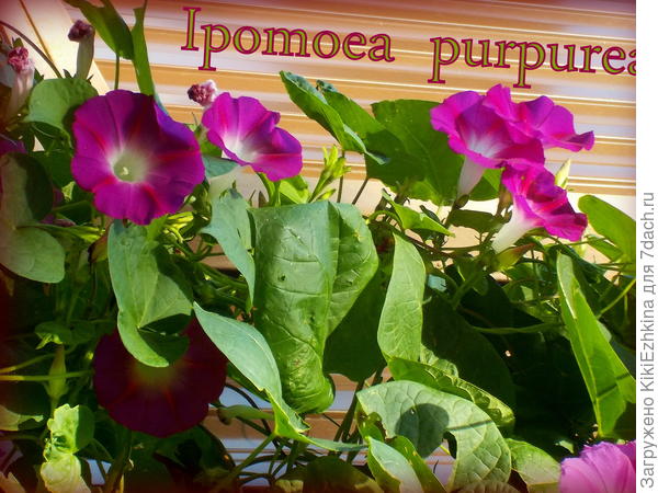 Моя ипомея трёхцветная: есть розовые, есть карминные, есть фиолетовые...