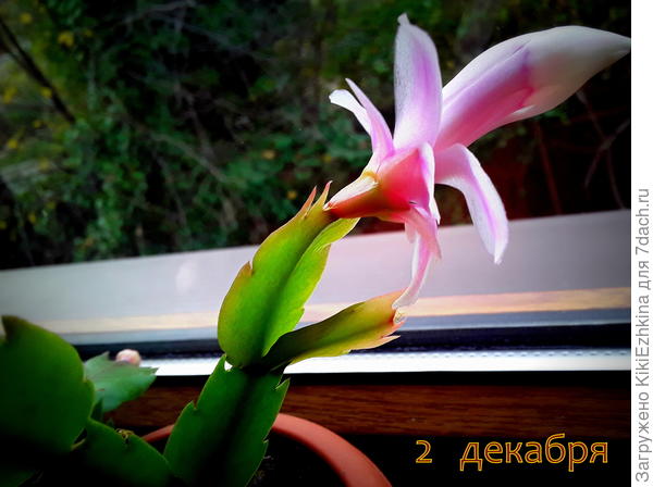 За окном - Осень... На окне - декабрь!