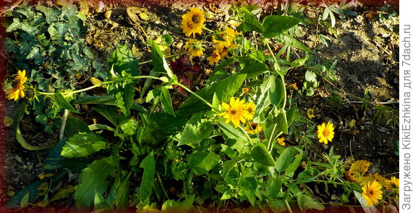 Случайно выживший росток демонстрирует  мне свой  потенциал