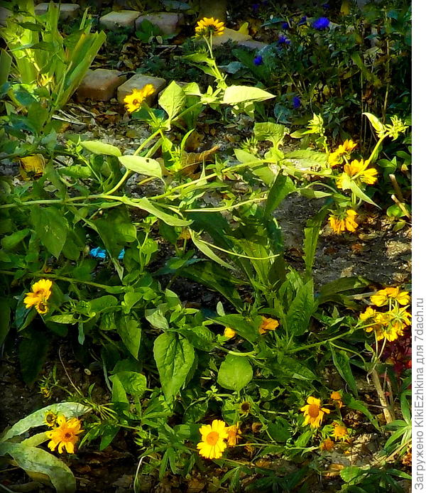 надеюсь на следующий год вырастет  пышный  кустик...