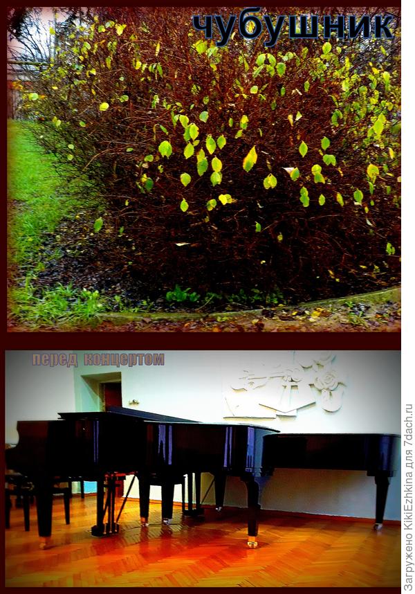 Облетающий  лист   Чубушника  во дворе музыкальной школы...