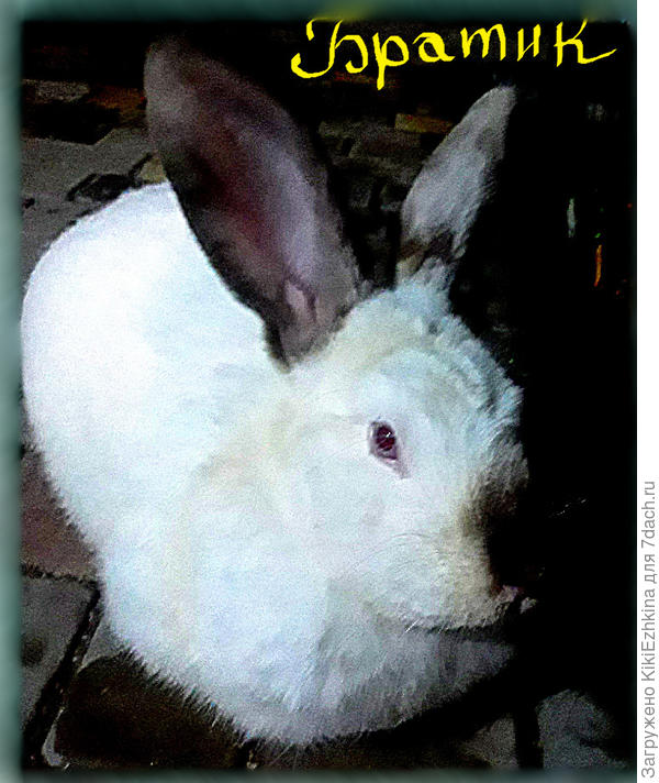 Единственный выживший из помёта крольчихи и такой баловник!