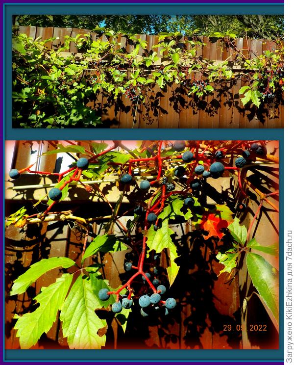 Как я любила девичий виноград, но ваши разговоры меня испугали...Почему вы его корчуете?