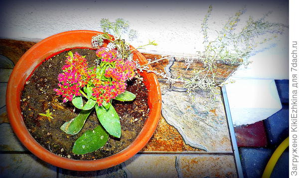 Конкретно этому росточку (слева в горшке) не повезло- его я не обнаружила перед заносом в дом... А в другом горшке,кажется прижился...