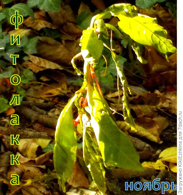 Один сидит где-то в горшочке- планирую заносить, а этот кустик в ОГ...  Сейчас  под дождём стоит на ветру-  листиками машет... А уже середина декабря!  Листва на стебле держится!