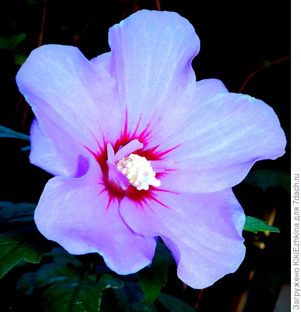 Пока  только сиреневые кустики Гибискуса сирийского зацвели...