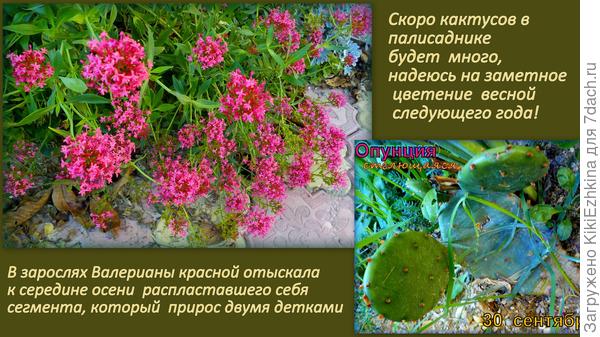 Среди лета с прогулки из города  принести мои дети и приткнули в полисаднике несколько дополнительных лепёшек Опунции