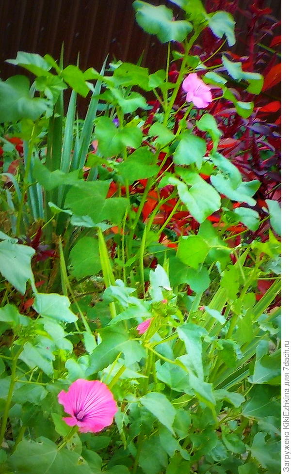 Редкие цветочки Лаватеры, расцветающие   до конца декабря!