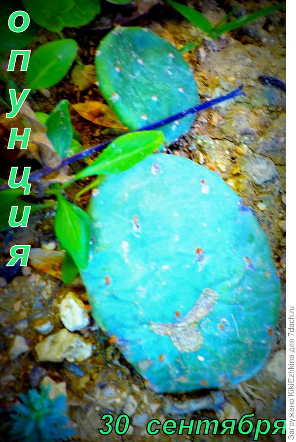 Вот ещё две мои "дворняжки" Опунции - надеюсь  они  летом зацветут...