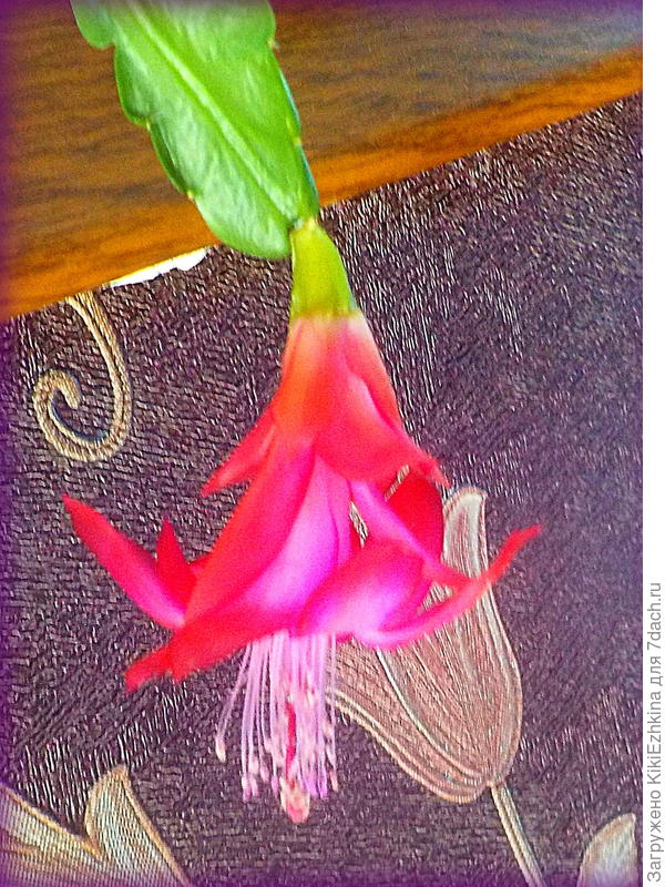 Впервые в жизни этот цветочек зацвёл на моём балконе...