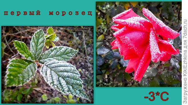 Стойкая роза  после мороза...