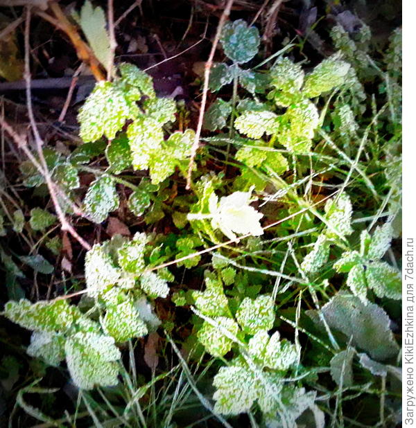 Работает местный Дед Мороз! :)