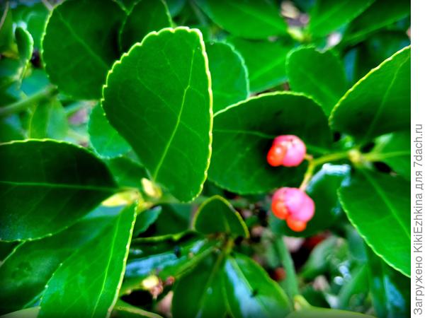 Очень  красивые верхушки (я не поняла цветочки это  или плоды?)