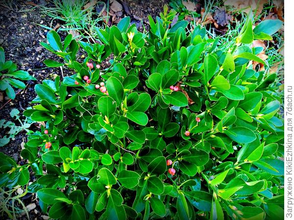 Как  же  всё-таки   называется этот красавчик?