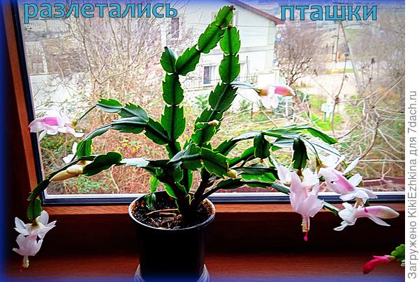 Шлюмбергера  к Рождеству