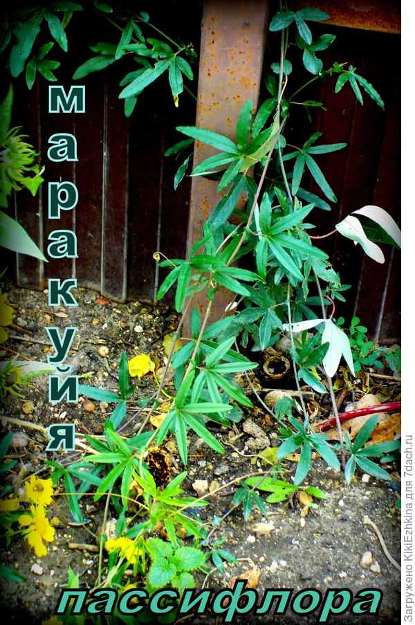 Поздняя осень в открытом грунте... Второй год развития  из черенка...