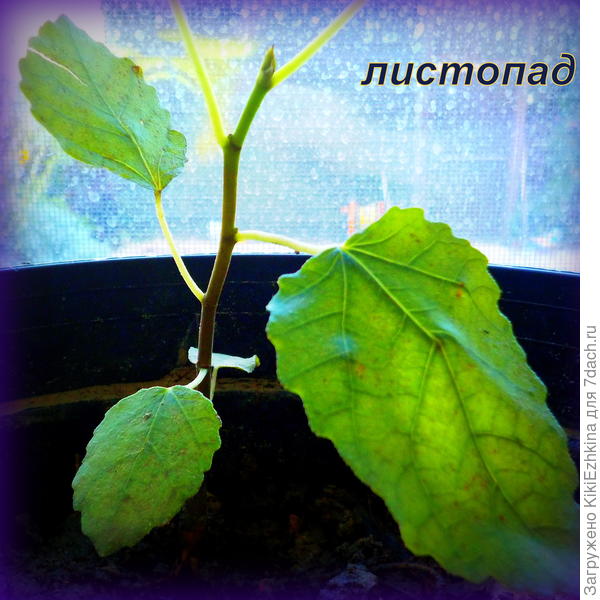 Основная часть листвы скукожилась и опала...