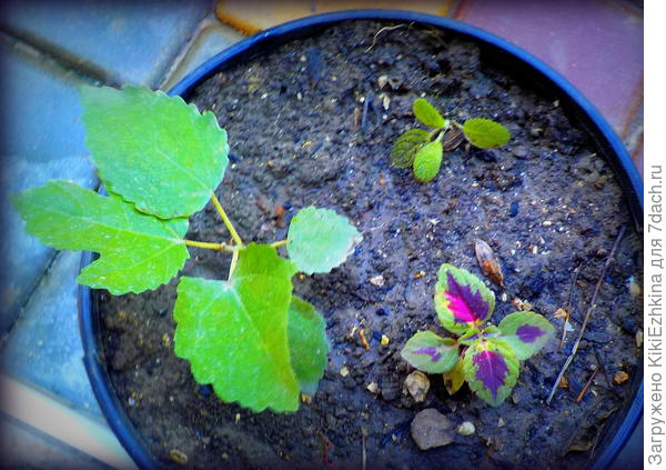 Перенесла из сада в комнатные горшочки- для перезимовки