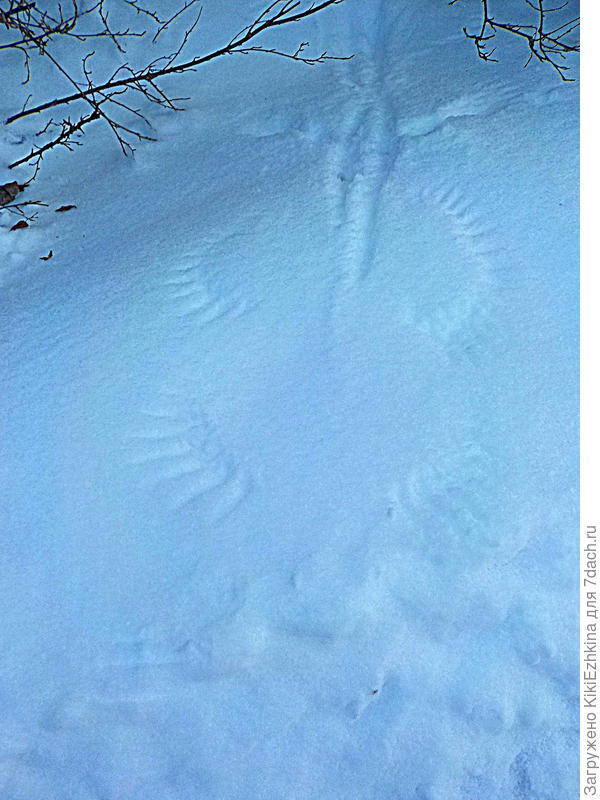 следы  полёта...  ничего подобного видеть не приходилось- единственный раз!