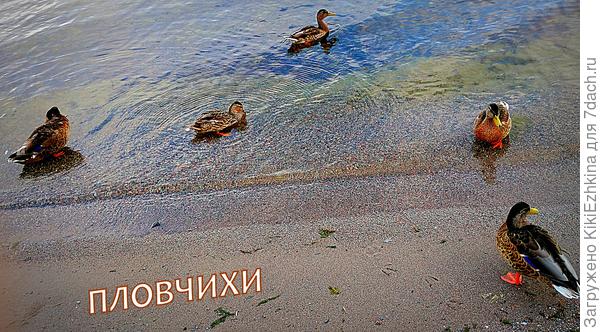 а  утки  вокруг   человека обитают повсеместно!