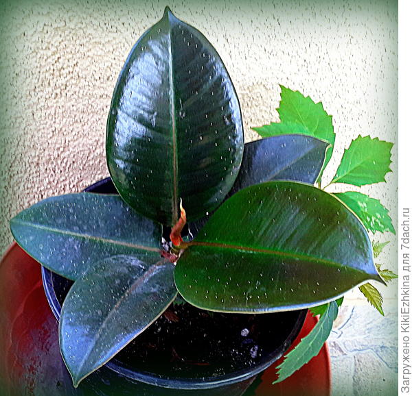 Растёт  постепенно  оторванный где-то росток...