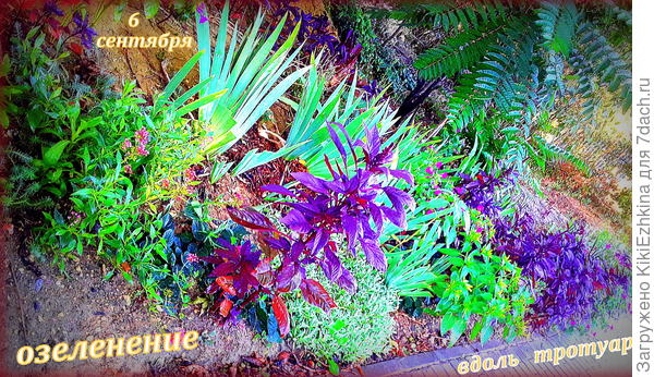 Подросли самосевные амаранты - развеселили  обстановку.