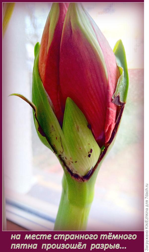 пятно изначально было с рублёвую монету-продолговатое...