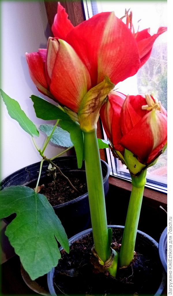 Всё-таки я подозреваю,что это тутовник... Кажется форма листа  фигурная ,  как у тутовника?