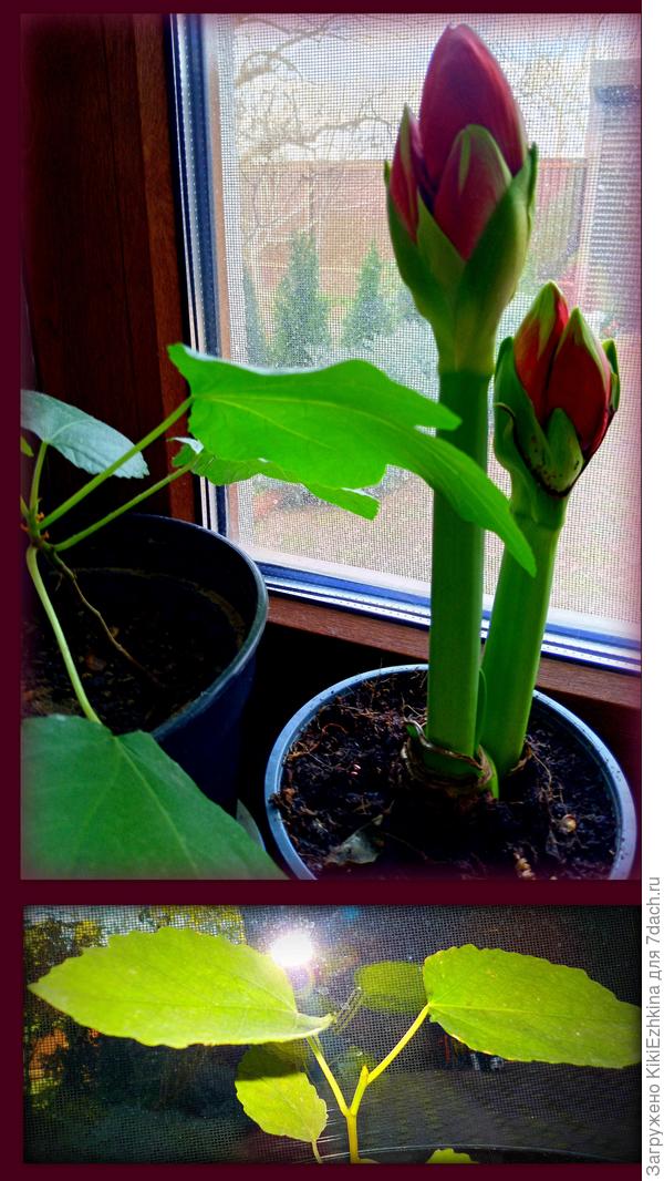 Слева в горшке молодой древесный росточек с крупными листьями...