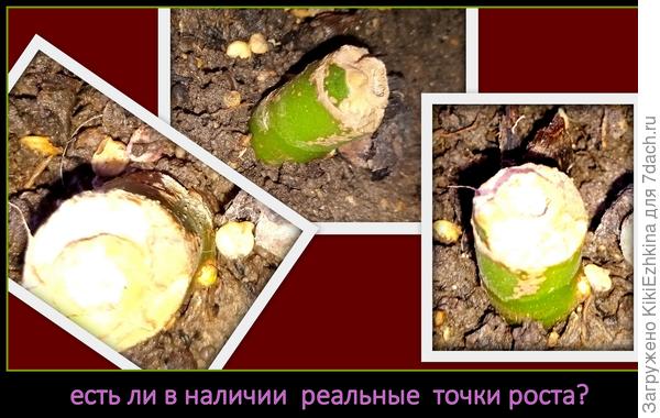 Сделала фото с разных сторон и подозреваю в одном месте,а может быть даже в двух- поползновение к появлению отростков...  Как вам кажется-есть ли признаки оживающей  почки?