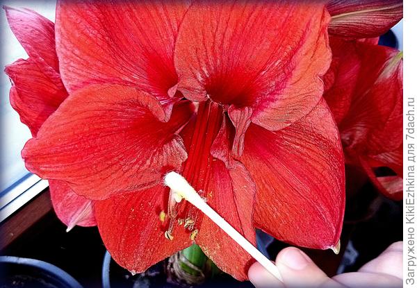 Внучка пытается опылить пестик; сам стебель короткий и  пока без листьев- может этот  красный -  Гиппеаструм?