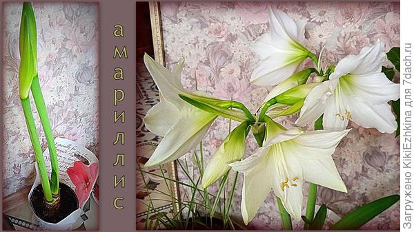 Когда принесли из магазина- я подумала: очень маленький горшочек,но ничего не предприняла, а надо было пересадить в более глубокий и тяжёлый горшок. Теперь когда он вырос и расцвёл- начал падать то на одну сторону,то на другую- сейчас уже установила в угол и наклонила в него как на подставку!