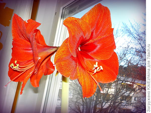 Вот как  выглядел тот самый  красавчик цвета &quot;Пионерский галстук&quot;