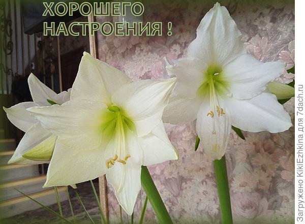 Амариллисы  в феврале!